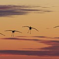 Horicon Marsh Cranes #4