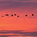 Horicon Marsh Geese