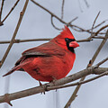 Winter Cardinal